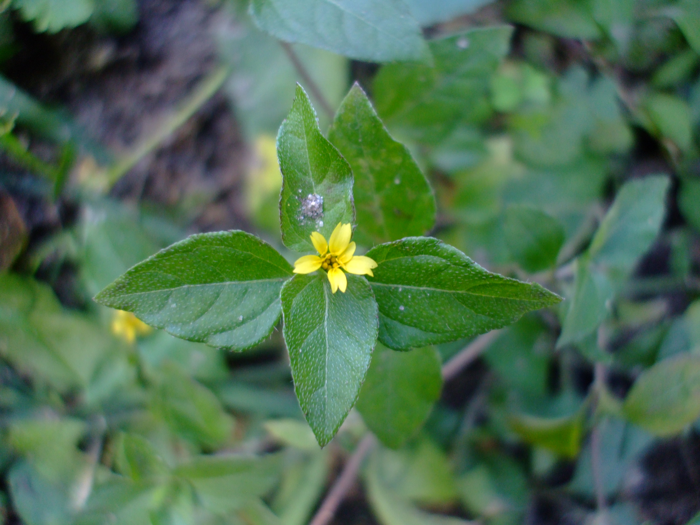 Calyptocarpus vialis
